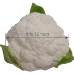 כרובית מלאכותית